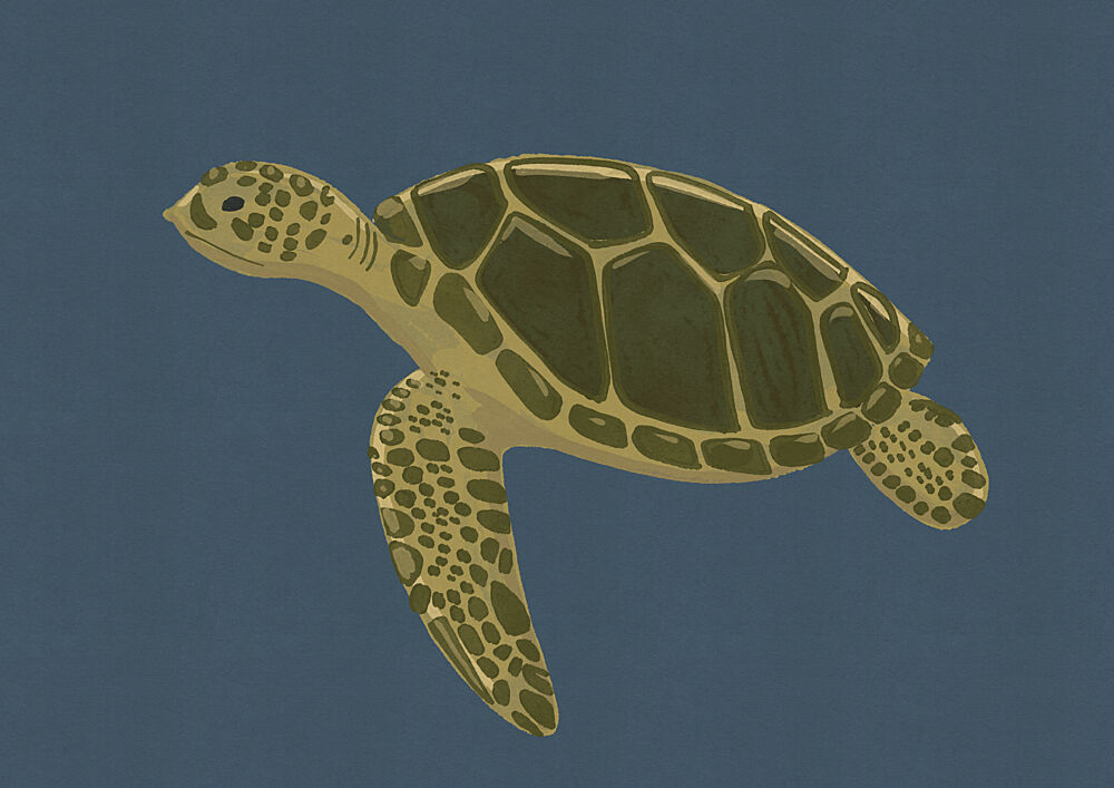 Green Sea Turtle Swim art print by Nicholas for $57.95 CAD
