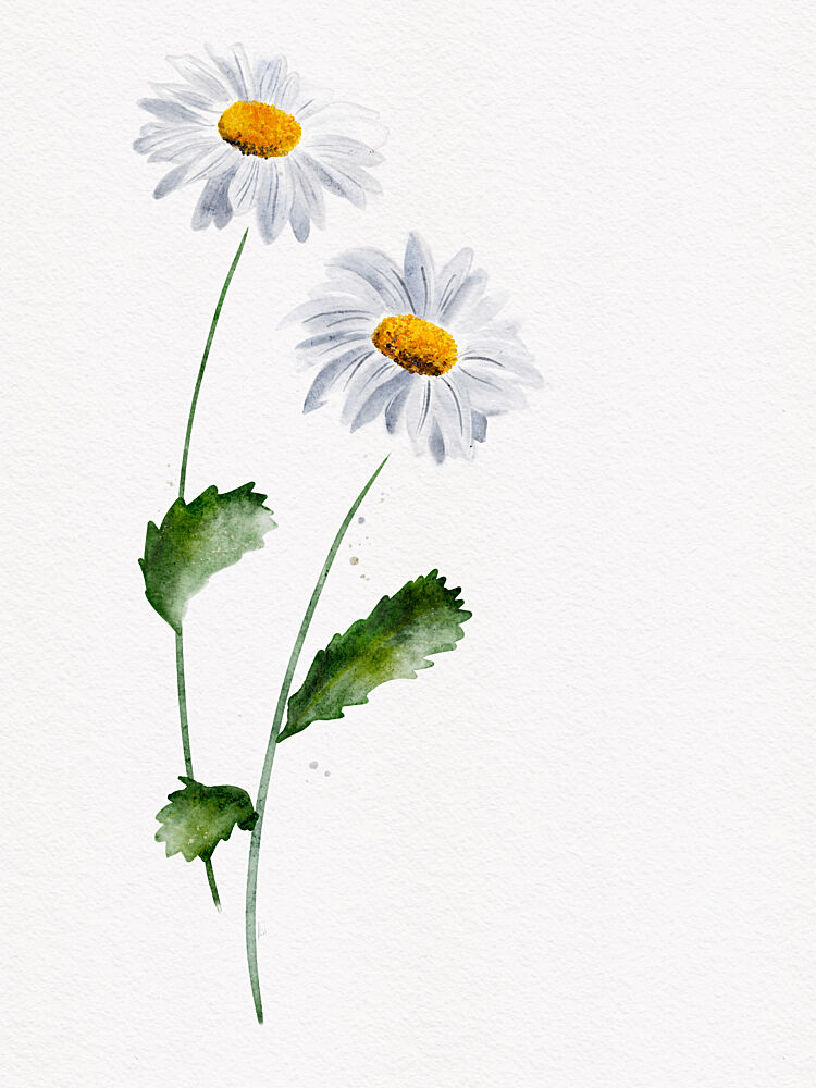 Delicate Daisy Blooms art print by Ankie Kooi for $57.95 CAD