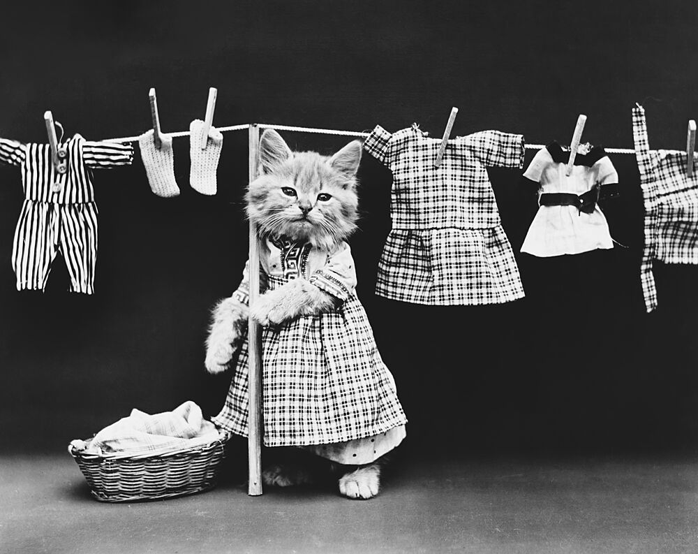 Vintage Cat Laundry art print by The Art Concept for $57.95 CAD