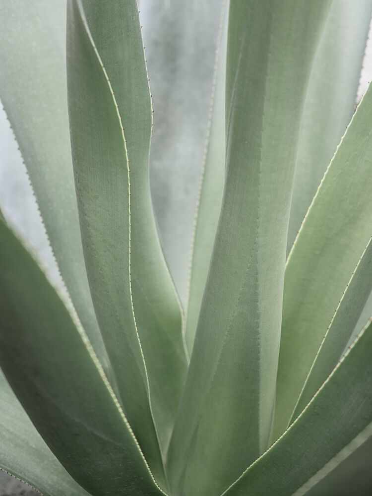 Agave Plant Serenity art print by Christa Stroo for $57.95 CAD