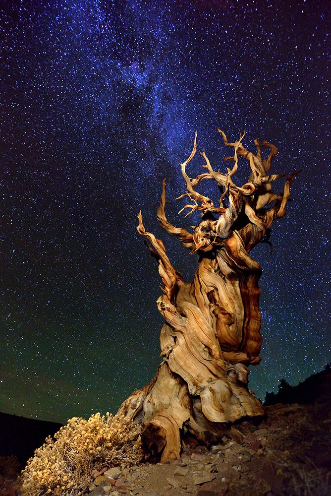 Bristlecone Pine art print by Tanja Ghirardini for $57.95 CAD