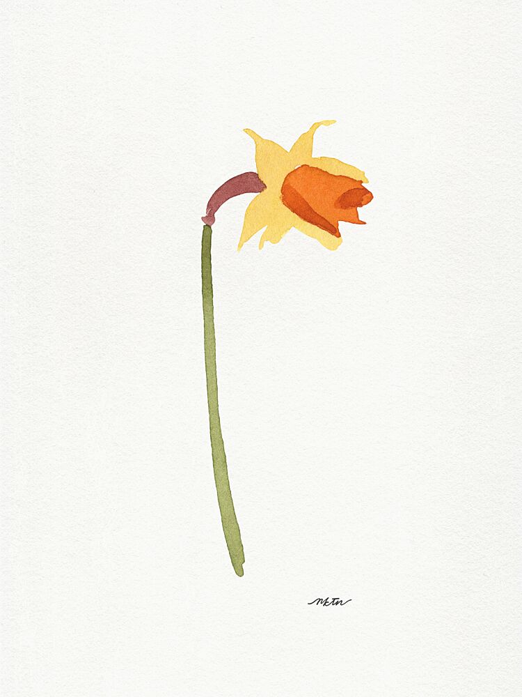 Watercolor Daffodil art print by Nktn for $57.95 CAD