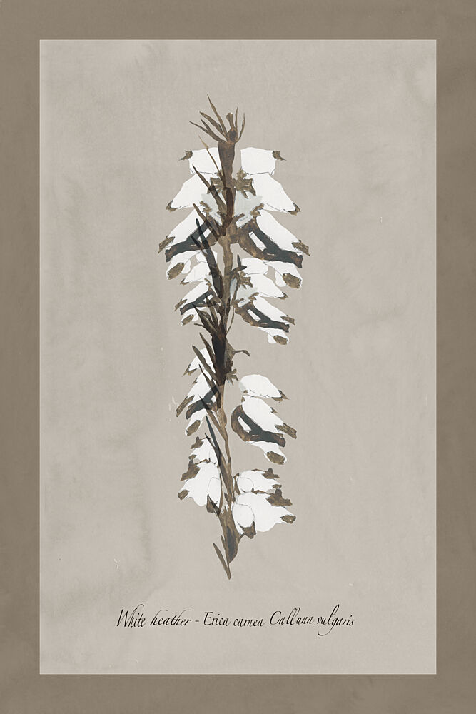 Delicate White Heather art print by Cartissi for $57.95 CAD