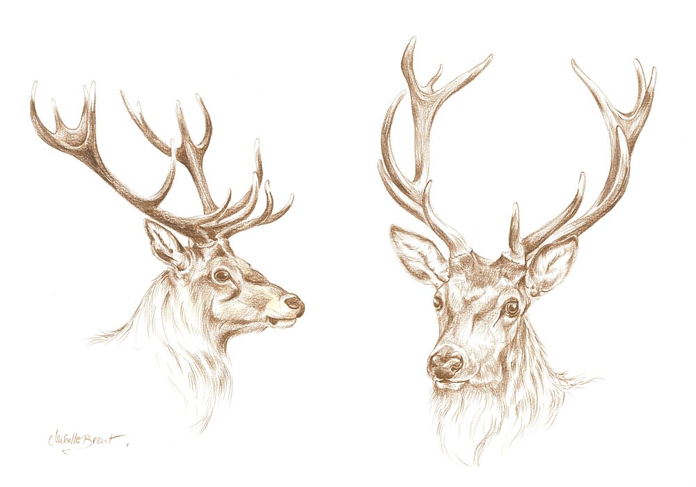 Majestic Stag Drawing art print by Isabelle Brent for $57.95 CAD