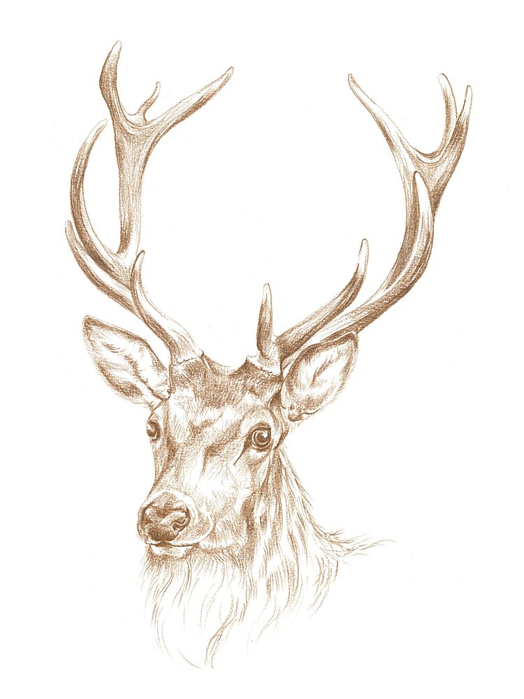 Majestic Stag Portrait art print by Isabelle Brent for $57.95 CAD