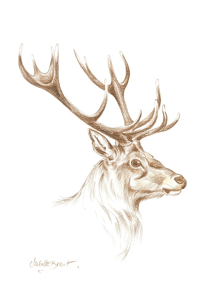 Majestic Stag Drawing art print by Isabelle Brent for $57.95 CAD