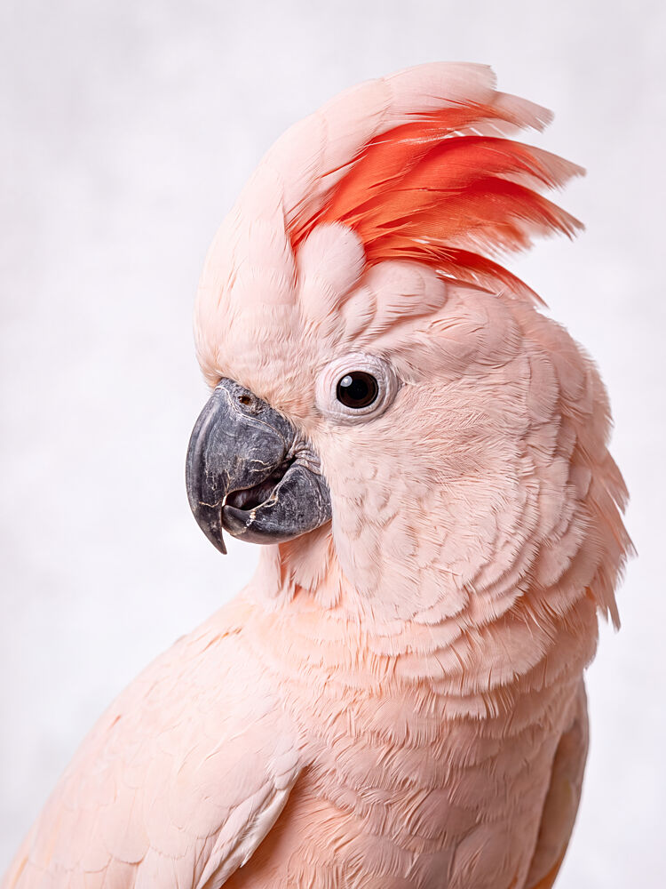 Majestic Salmon Cockatoo art print by Andreas Magnusson for $57.95 CAD