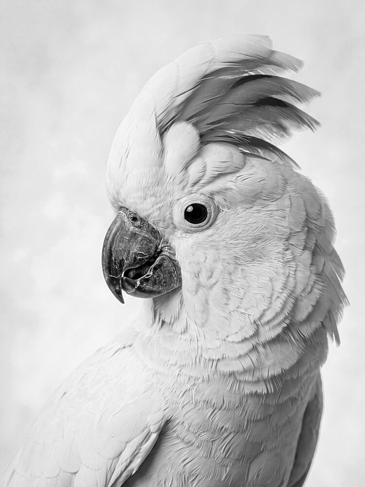 Elegant Cockatoo Portrait art print by Andreas Magnusson for $57.95 CAD
