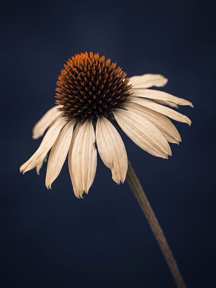 Elegant White Coneflower art print by Andreas Magnusson for $57.95 CAD