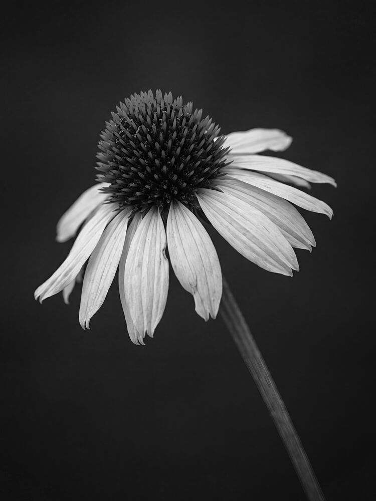 Black White Coneflower art print by Andreas Magnusson for $57.95 CAD