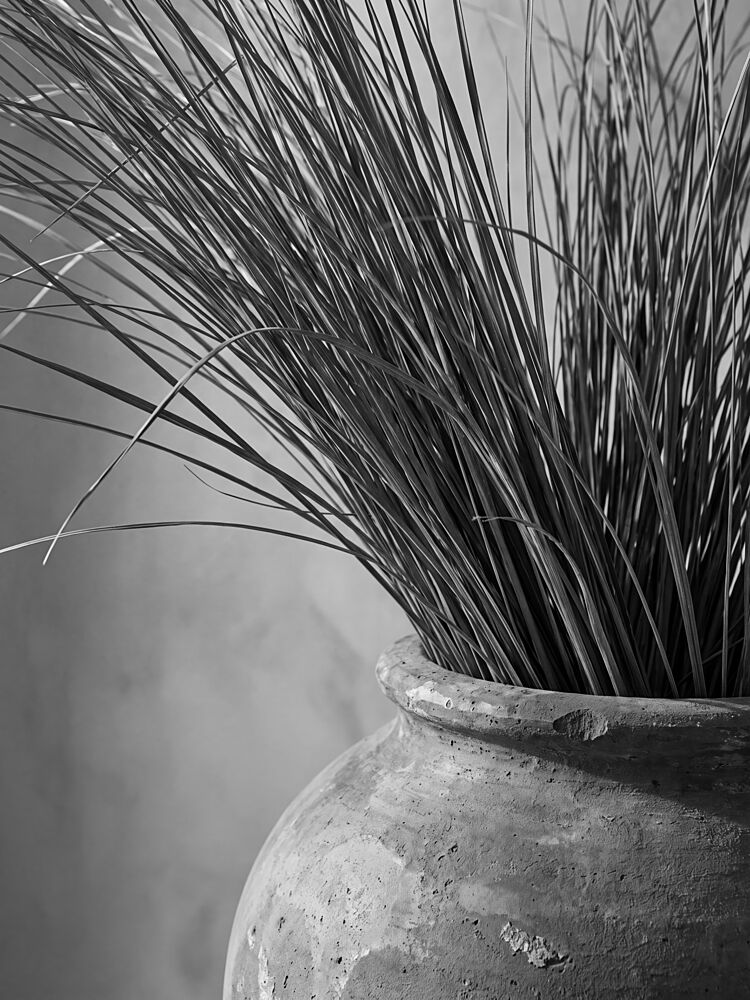 Tall Grass in Clay Pot art print by Andreas Magnusson for $57.95 CAD
