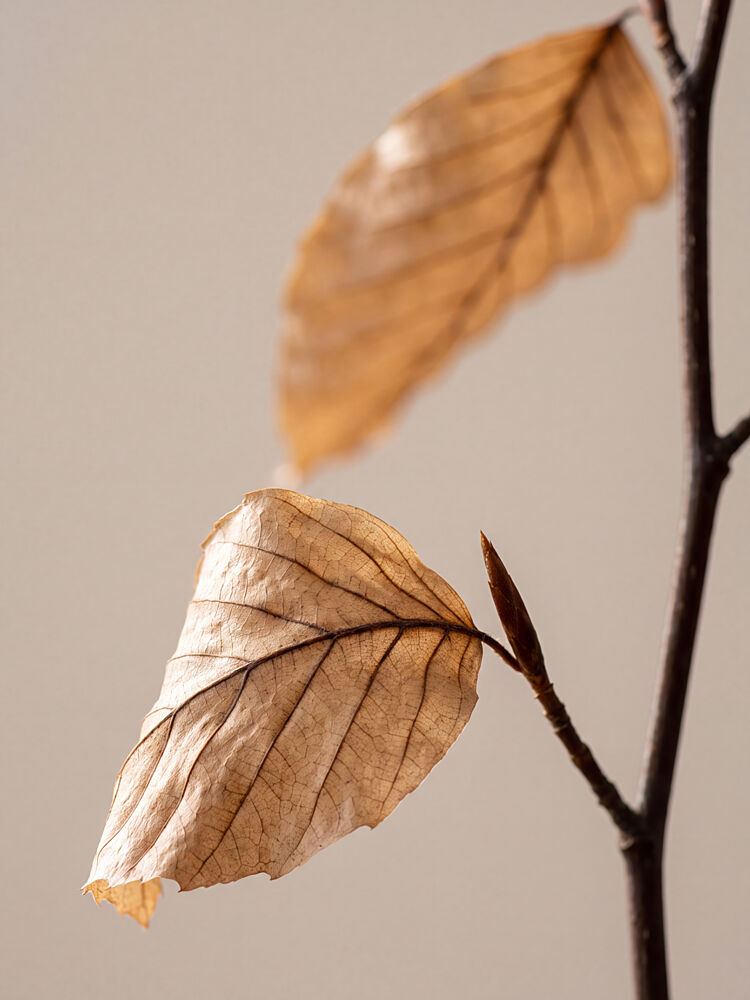 Autumn Dried Leaves art print by Andreas Magnusson for $57.95 CAD
