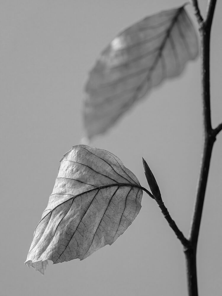 Delicate Monochrome Leaves art print by Andreas Magnusson for $57.95 CAD