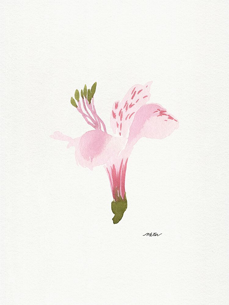 Soft Pink Alstroemeria art print by Nktn for $57.95 CAD