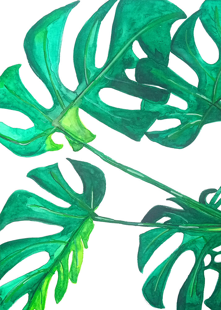 Tropical Monstera Leaves art print by Elizabeth C for $57.95 CAD