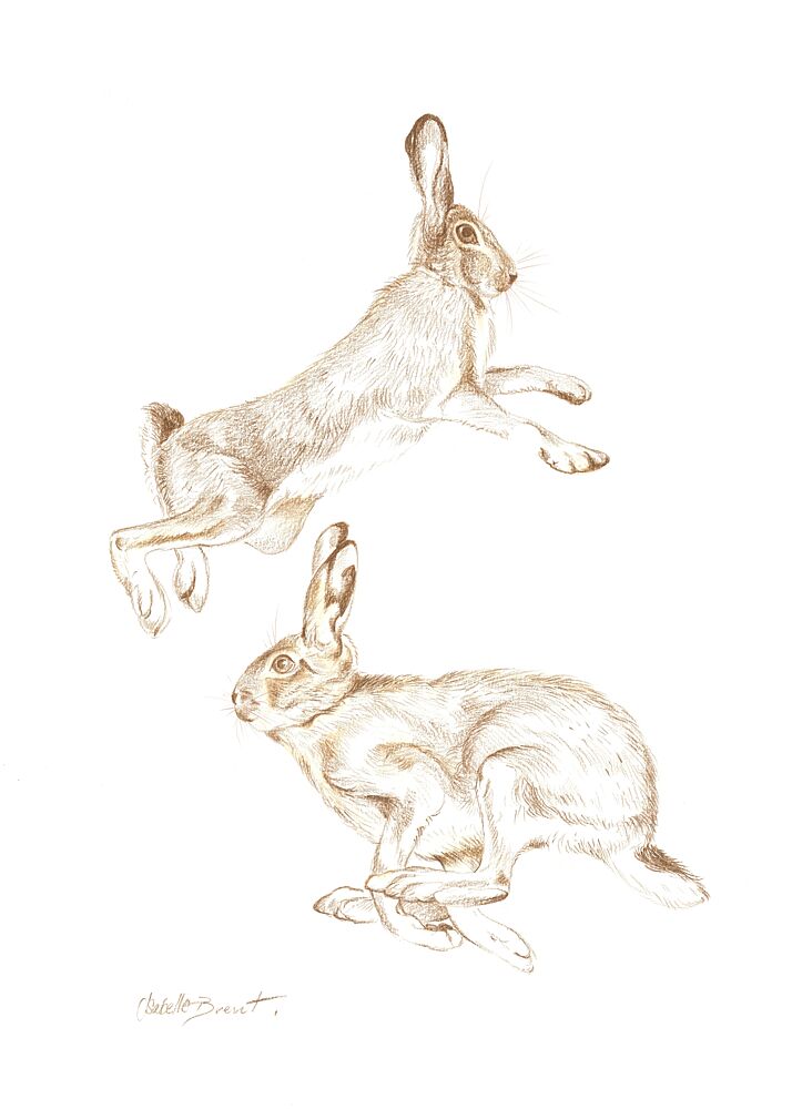 Dynamic Hares Sketch art print by Isabelle Brent for $57.95 CAD