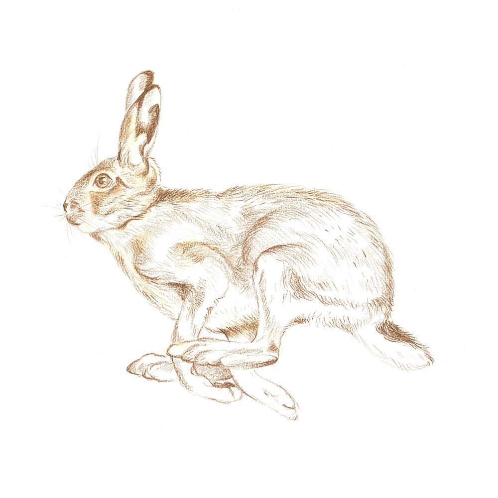 Running Wild Hare art print by Isabelle Brent for $57.95 CAD