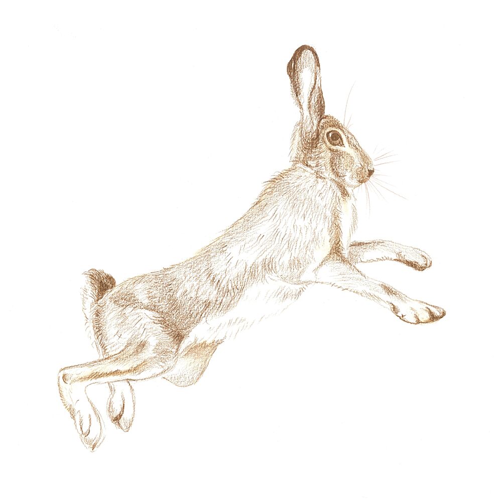 Leaping Hare Sketch art print by Isabelle Brent for $57.95 CAD
