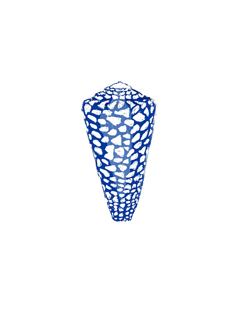Blue Cone Shell art print by Donaugh Austin for $57.95 CAD