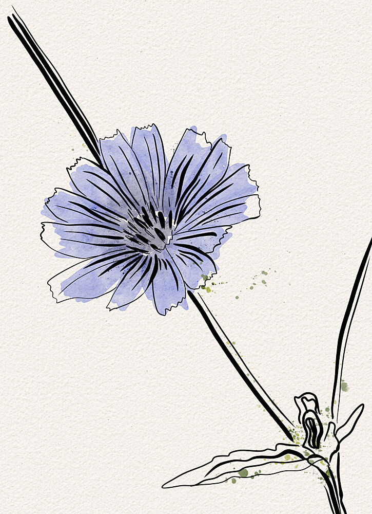 Delicate Blue Chicory art print by Ankie Kooi for $57.95 CAD