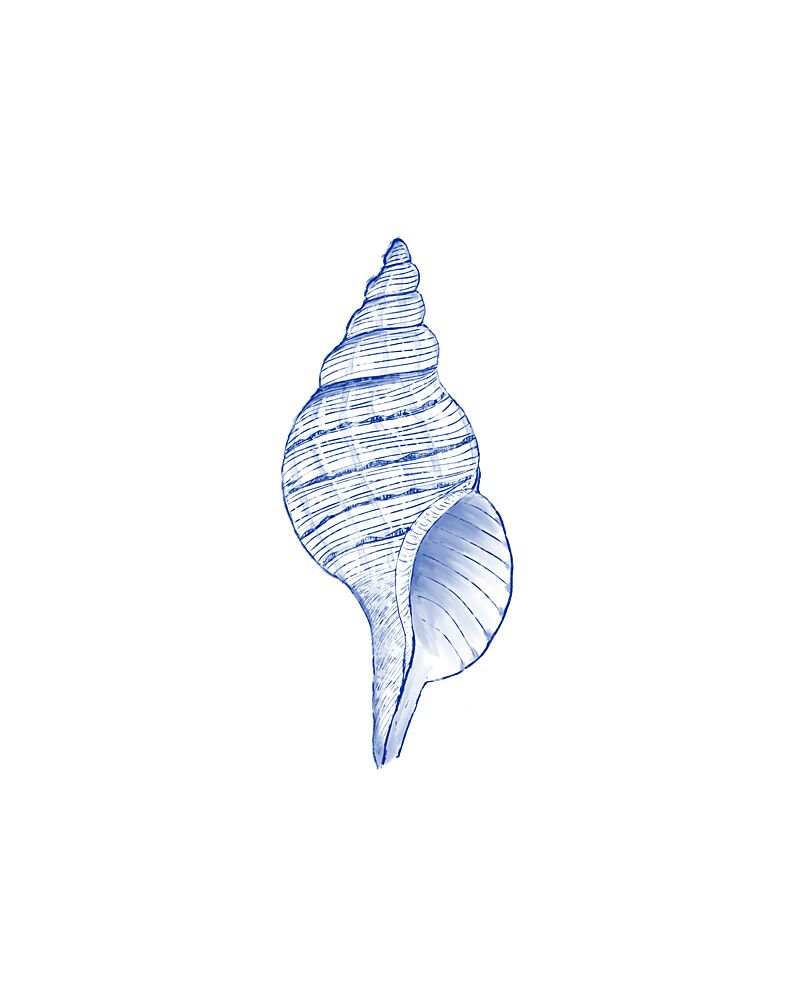 Elegant Blue Seashell art print by Donaugh Austin for $57.95 CAD