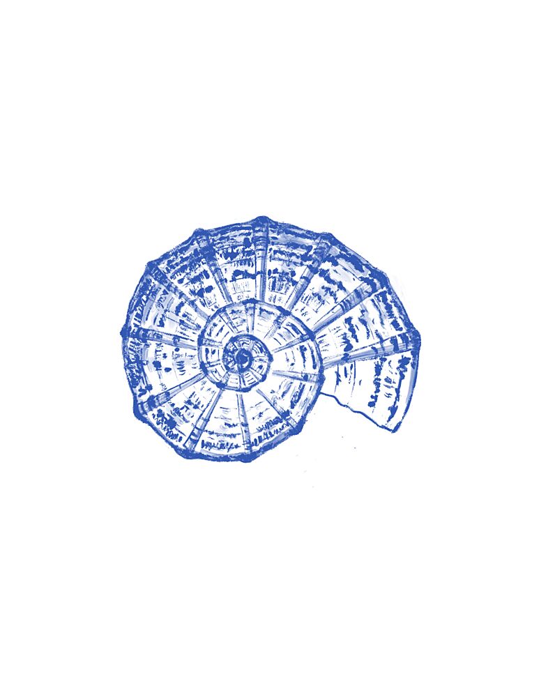Blue Spiral Shell art print by Donaugh Austin for $57.95 CAD