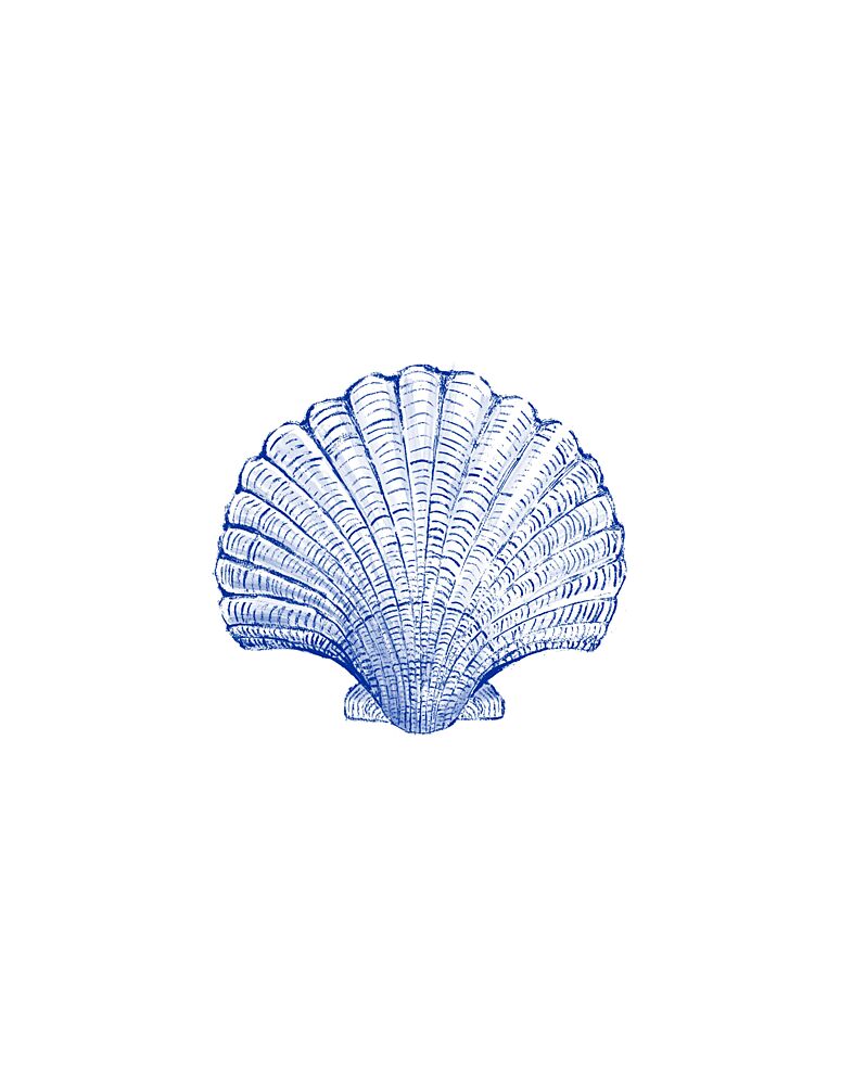 Blue Scallop Sketch art print by Donaugh Austin for $57.95 CAD
