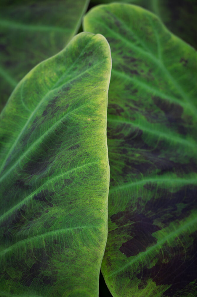 Vibrant Green Leaf Patterns art print by Christa Stroo for $57.95 CAD