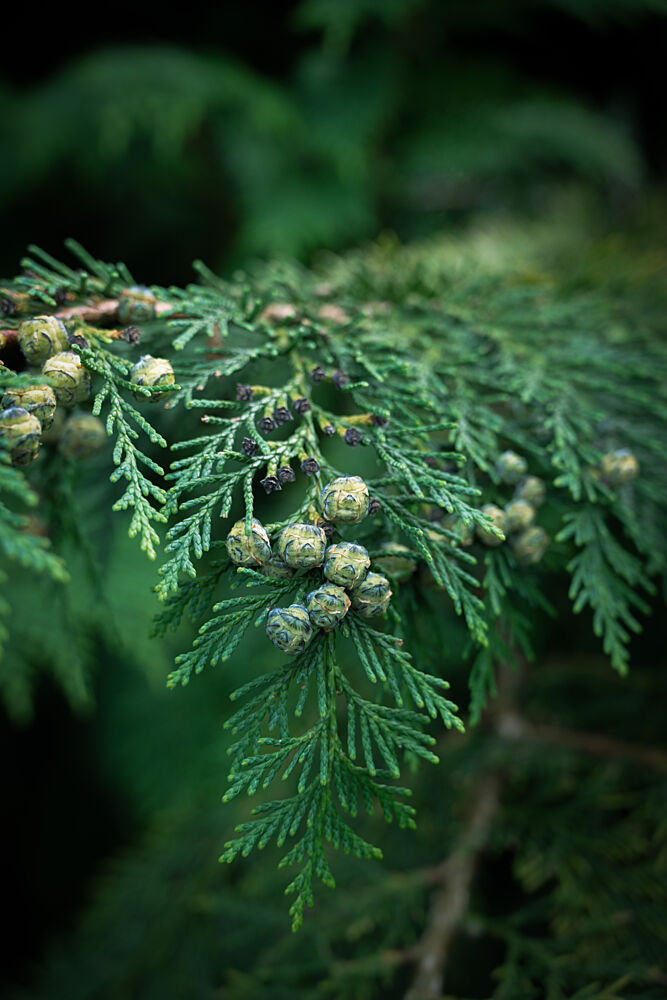 Evergreen Branch Cones art print by Christa Stroo for $57.95 CAD