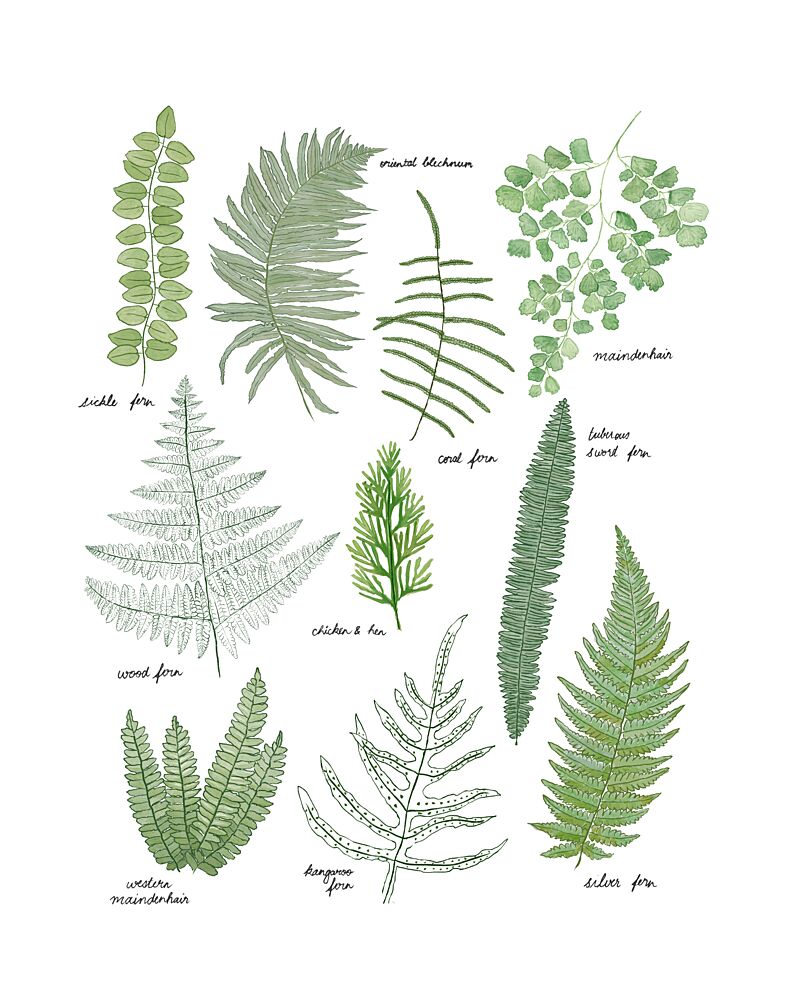 Illustrated Fern Varieties art print by Donaugh Austin for $57.95 CAD