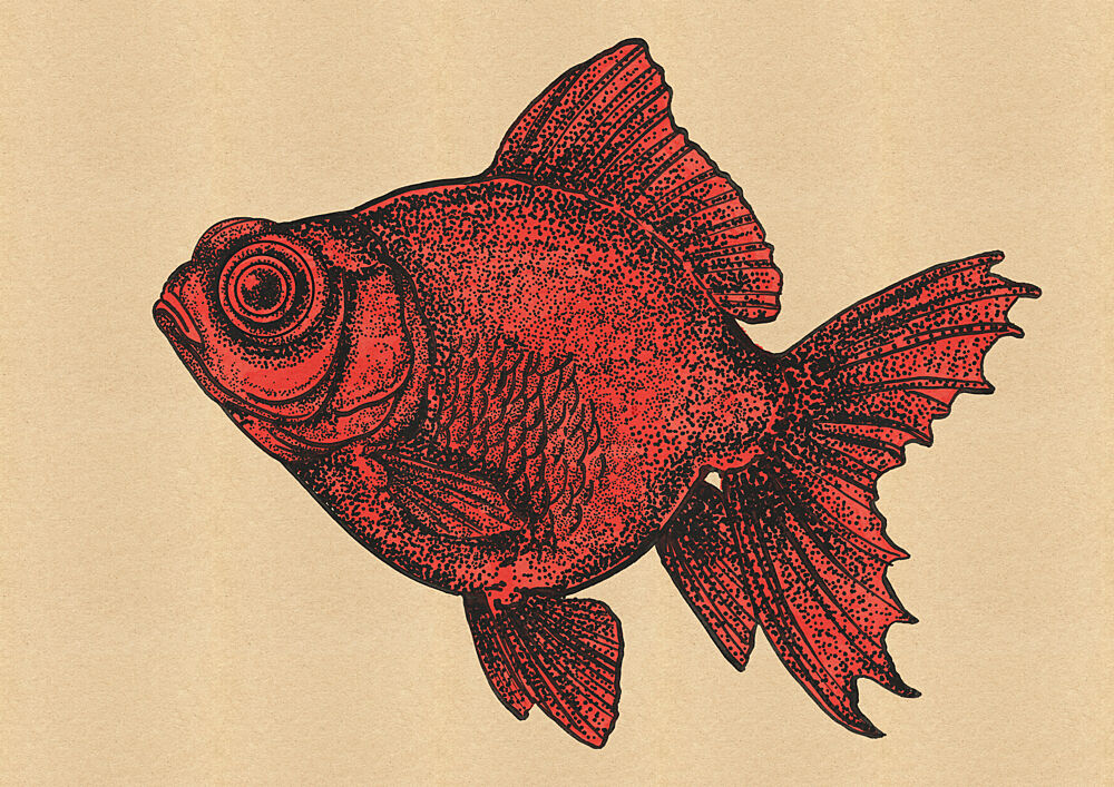 Red Goldfish Illustration art print by Nicholas for $57.95 CAD