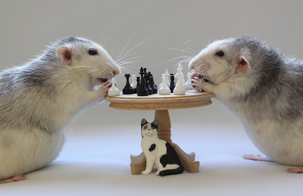Playing  Chess! art print by Ellen van Deelen for $57.95 CAD