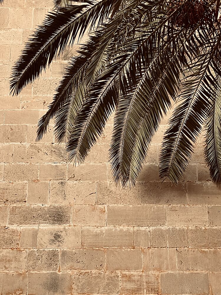 Palm Shadow on Stone art print by Monika Juhasz for $57.95 CAD