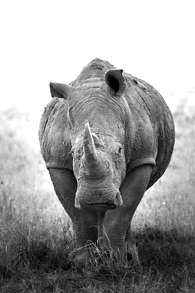 Powerful Rhino Portrait art print by Benjamin Saunders for $57.95 CAD