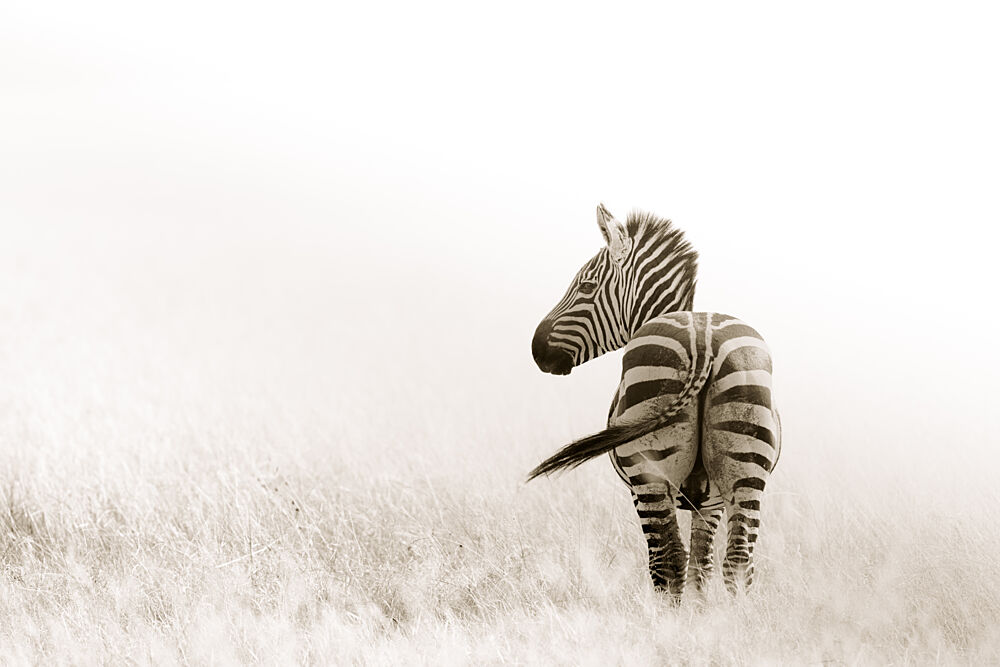 Elegant Zebra Glance art print by Benjamin Saunders for $57.95 CAD