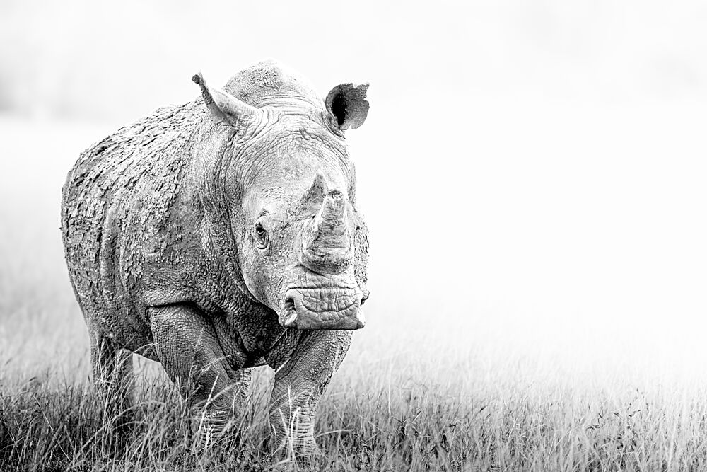 Majestic African Rhino art print by Benjamin Saunders for $57.95 CAD
