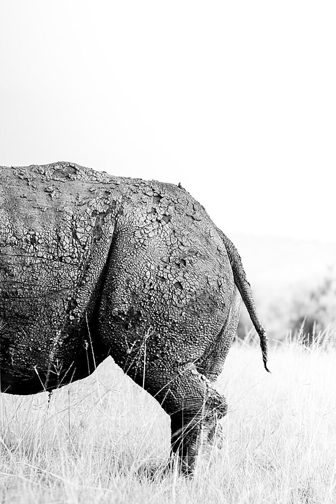Textured Rhino Back art print by Benjamin Saunders for $57.95 CAD