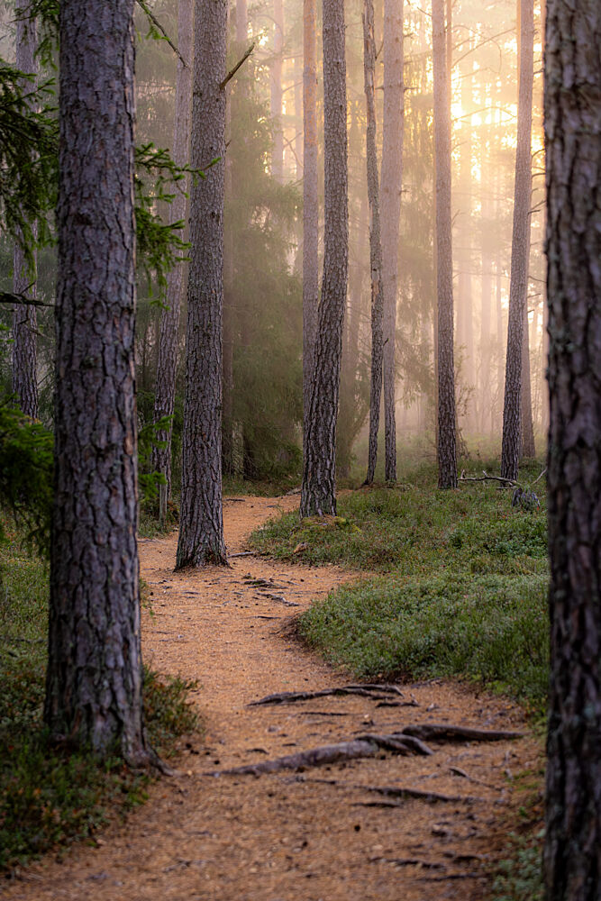 Misty Forest Path art print by Julien Propper for $57.95 CAD