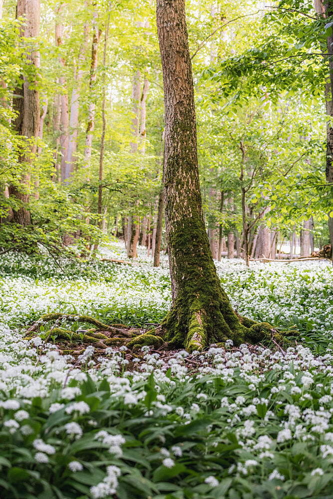Wild Garlic Woodland art print by Julien Propper for $57.95 CAD