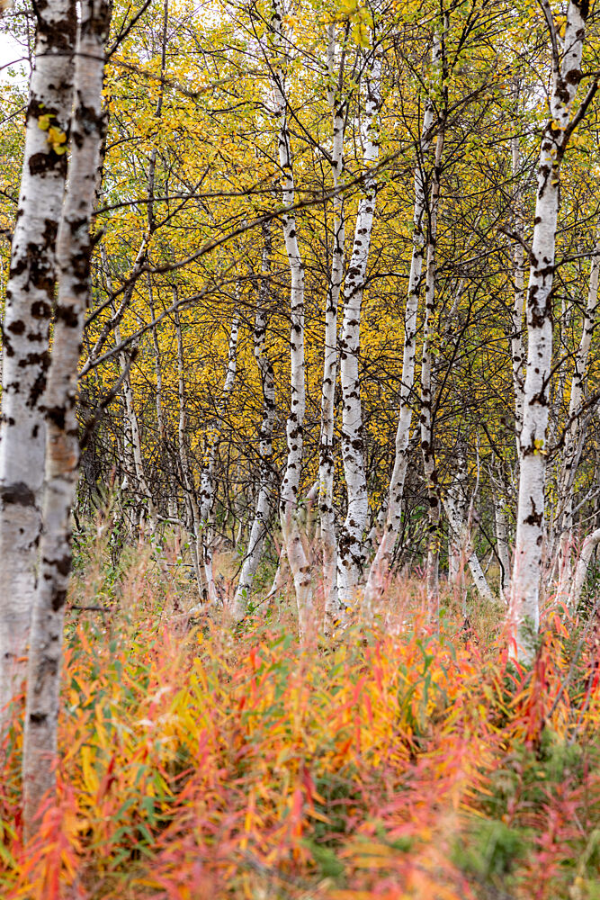 Colorful Autumn Birch Forest art print by Julien Propper for $57.95 CAD