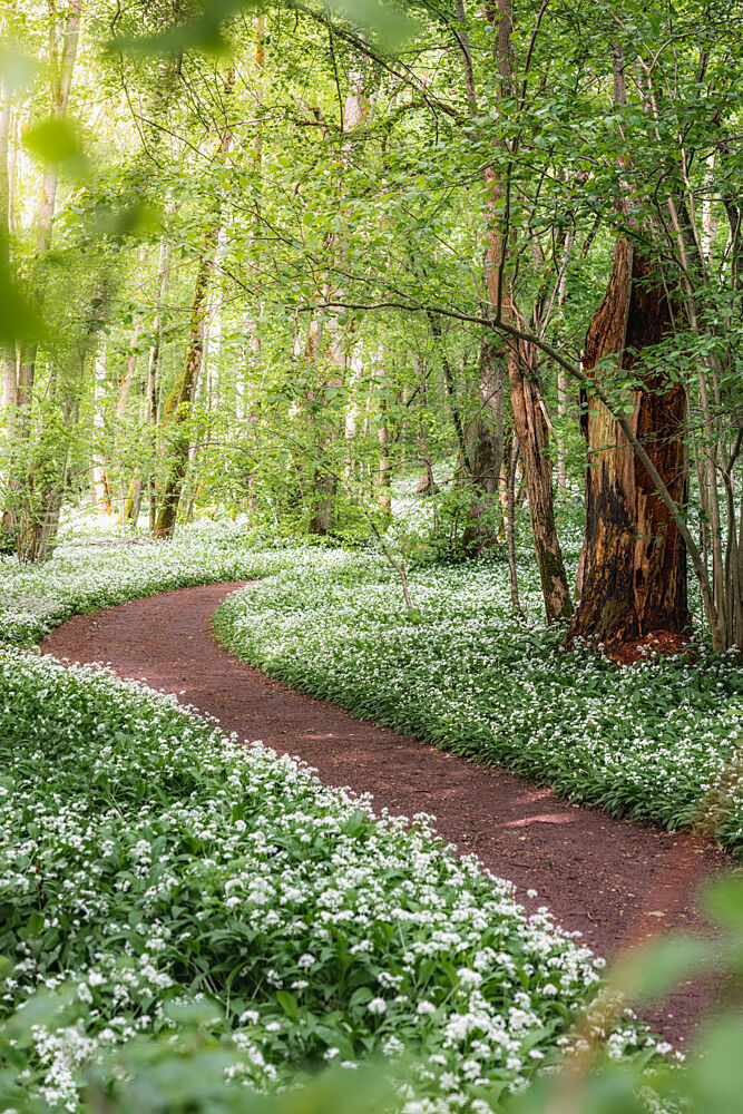 Spring Woodland Path art print by Julien Propper for $57.95 CAD