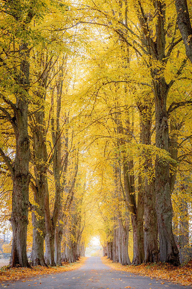 Golden Autumn Avenue art print by Julien Propper for $57.95 CAD