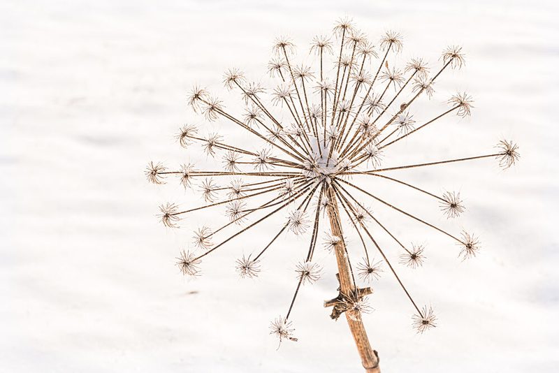 Frosted Winter Bloom art print by Mayra Pama for $57.95 CAD
