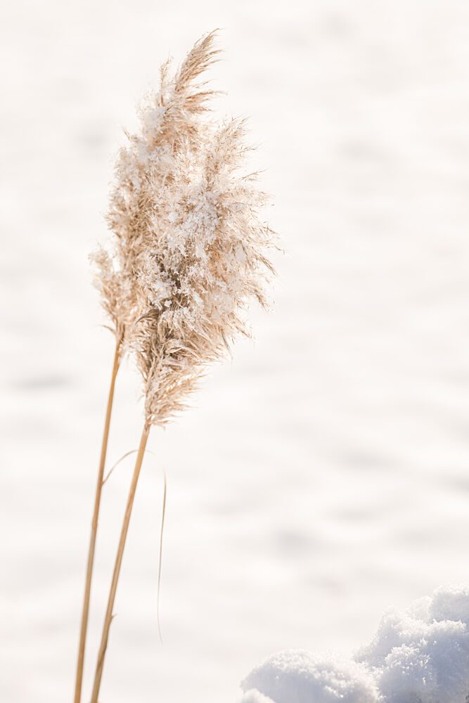 Winter Reed in Snow art print by Mayra Pama for $57.95 CAD