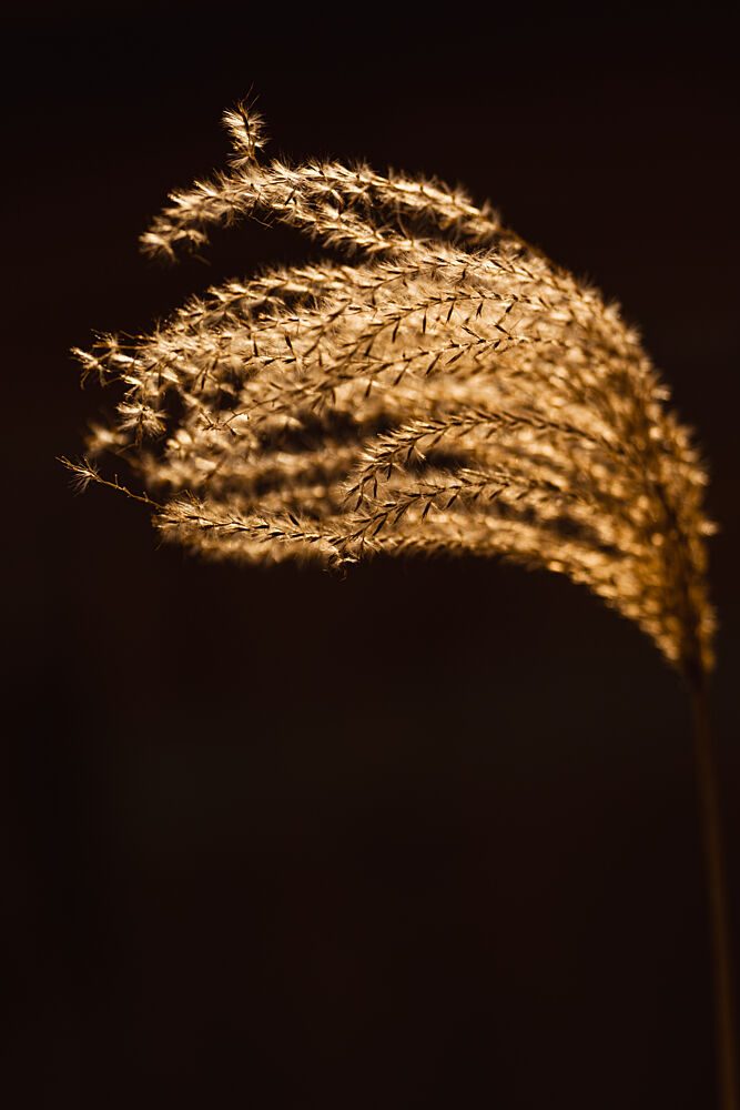Golden Pampas Glow art print by Mayra Pama for $57.95 CAD