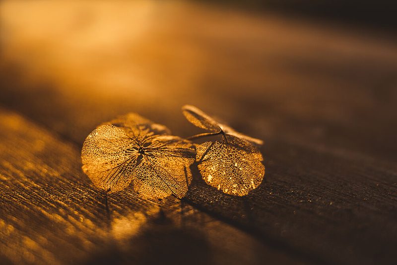 Golden Delicate Leaves art print by Mayra Pama for $57.95 CAD