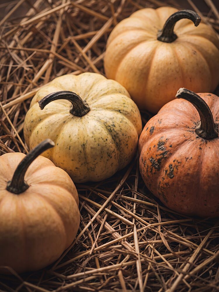 Autumn Harvest Pumpkins art print by Andreas Magnusson for $57.95 CAD