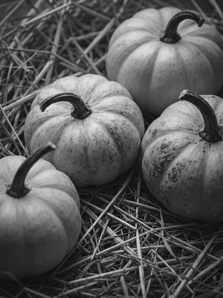 Autumn Harvest Pumpkins art print by Andreas Magnusson for $57.95 CAD