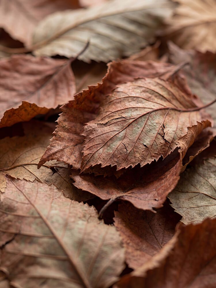Earthy Autumn Leaves art print by Andreas Magnusson for $57.95 CAD