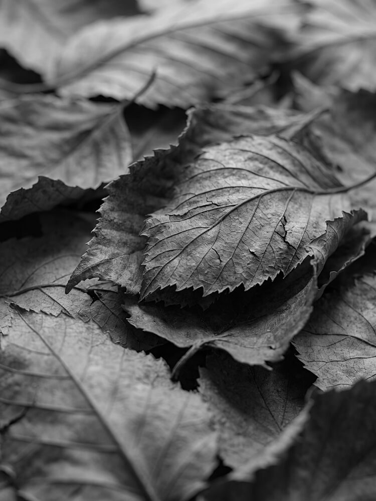 Monochrome Fallen Leaves art print by Andreas Magnusson for $57.95 CAD